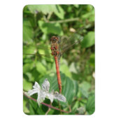 Magnet Flexible Aimant Flexi de libellule de fléchette commune (Vertical)