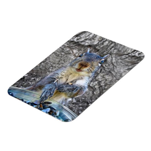 Magnet Flexible Aimant Flexi d'écureuil 3 x 4 (Côté Gauche)