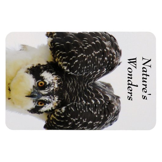 Magnet Flexible Aimant Flexi Osprey Eyes (Horizontal)