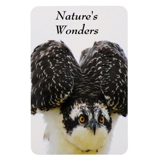 Magnet Flexible Aimant Flexi Osprey Eyes (Vertical)