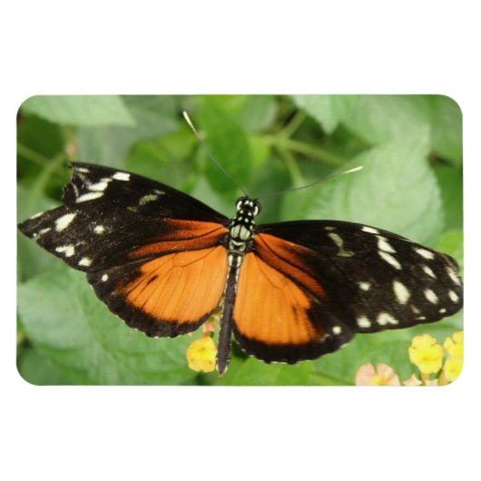 Magnet Flexible Aimant Flexi Papillon long tigre (Horizontal)