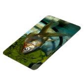 Magnet Flexible Aimant Flexi Premium Ryukin (Côté Gauche)