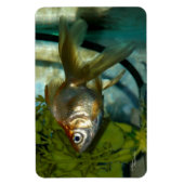 Magnet Flexible Aimant Flexi Premium Ryukin (Vertical)