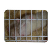 Magnet Flexible Aimant Flexi Rats (Horizontal)