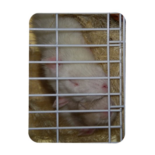 Magnet Flexible Aimant Flexi Rats (Vertical)