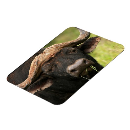 Magnet Flexible Aimant flexible à bison d'eau (Côté Gauche)