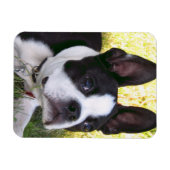 Magnet Flexible Aimant flexible Boston Terrier Pup (Horizontal)