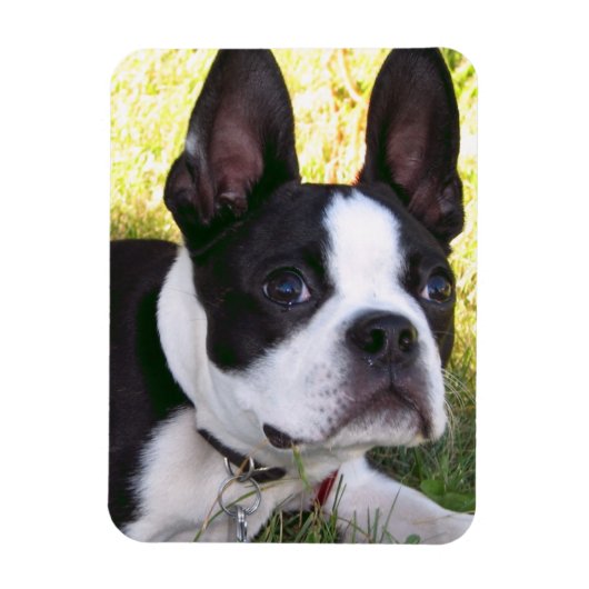 Magnet Flexible Aimant flexible Boston Terrier Pup (Vertical)