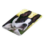 Magnet Flexible Aimant flexible Boston Terrier Pup (Côté Gauche)