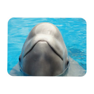 Magnet Flexible Aimant flexible de baleine suffisante de beluga