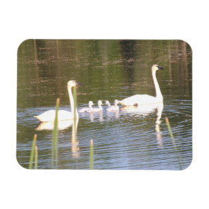 Magnet Flexible Aimant flexible de la famille des cygnes blancs