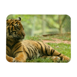 Magnet Flexible Aimant flexible de repos de tigre