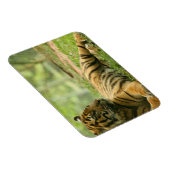 Magnet Flexible Aimant flexible du tigre de repos (Côté Droit)