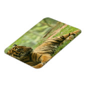 Magnet Flexible Aimant flexible du tigre de repos (Côté Gauche)