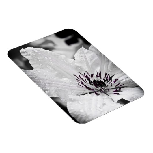 Magnet Flexible Aimant flexible - Fleur Clematis Blanche (Côté Droit)