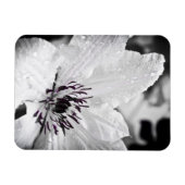 Magnet Flexible Aimant flexible - Fleur Clematis Blanche (Horizontal)