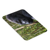 Magnet Flexible Aimant flexible Gorilla Lowland (Côté Droit)