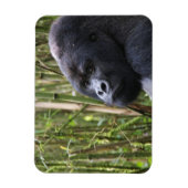 Magnet Flexible Aimant flexible Gorilla Lowland (Vertical)