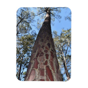 Magnet Flexible Aimant flexible La Gerche Ponderosa Pine