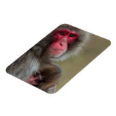 Magnet Flexible Aimant flexible Macaque Singes Japonais (Côté Gauche)