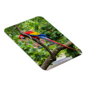 Magnet Flexible Aimant flexible Macaw rouge (Côté Droit)