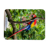 Magnet Flexible Aimant flexible Macaw rouge (Horizontal)