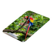 Magnet Flexible Aimant flexible Macaw rouge (Côté Gauche)