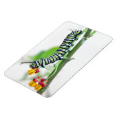 Magnet Flexible Aimant flexible Monarch Caterpillar (Côté Gauche)