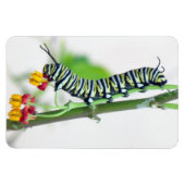 Magnet Flexible Aimant flexible Monarch Caterpillar (Horizontal)