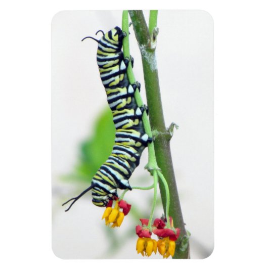 Magnet Flexible Aimant flexible Monarch Caterpillar (Vertical)