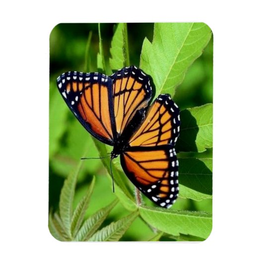 Magnet Flexible Aimant flexible papillon (Vertical)