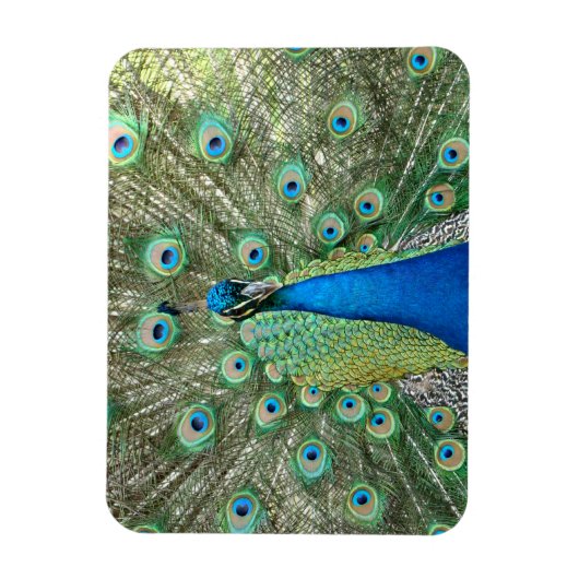 Magnet Flexible Aimant flexible Peacock (Vertical)