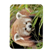 Magnet Flexible Aimant flexible Photo panda rouge, animaux 0261. (Vertical)