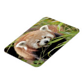 Magnet Flexible Aimant flexible Photo panda rouge, animaux 0261. (Côté Gauche)