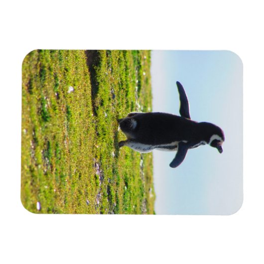 Magnet Flexible Aimant flexible pingouin (Horizontal)