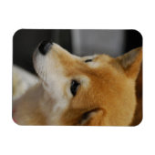 Magnet Flexible Aimant flexible Shiba Inu (Horizontal)