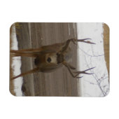 Magnet Flexible Aimant flexible Young Buck (Horizontal)