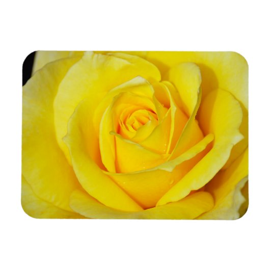 Magnet Flexible Aimant floral rose jaune (Horizontal)