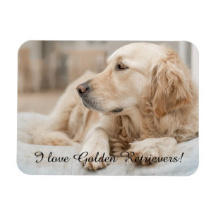 Magnet Flexible Aimant frigo avec Golden Retriever et Slogan