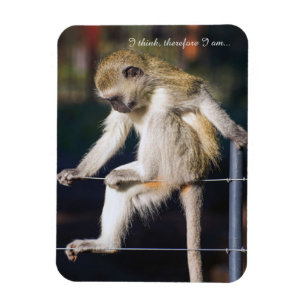 Magnet Flexible Aimant frigo avec singe et Slogan