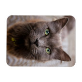 Magnet Flexible Aimant frigo chaton mignon (Horizontal)