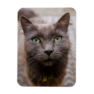 Magnet Flexible Aimant frigo chaton mignon