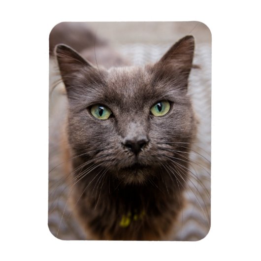 Magnet Flexible Aimant frigo chaton mignon (Vertical)