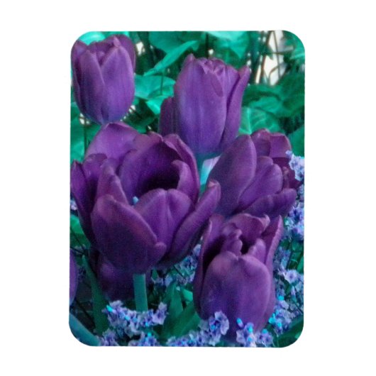 Magnet Flexible Aimant frigo Tulipes violettes foncées (Vertical)