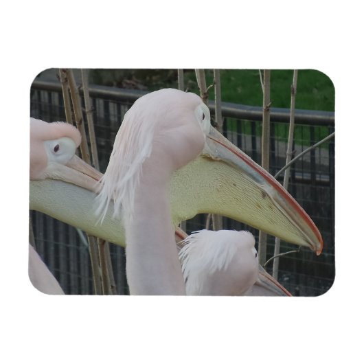 Magnet Flexible Aimant Herons 3"x4" (Horizontal)
