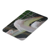 Magnet Flexible Aimant Herons 3"x4" (Côté Gauche)