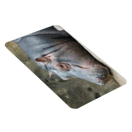 Magnet Flexible Aimant Hippopotame (Côté Droit)
