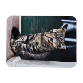 Magnet Flexible Aimant : Kitten (Horizontal)