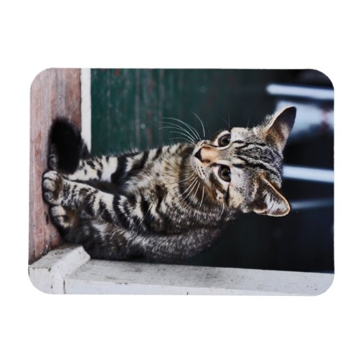 Magnet Flexible Aimant : Kitten (Horizontal)