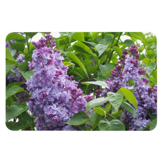 Magnet Flexible Aimant Lilacs (Horizontal)